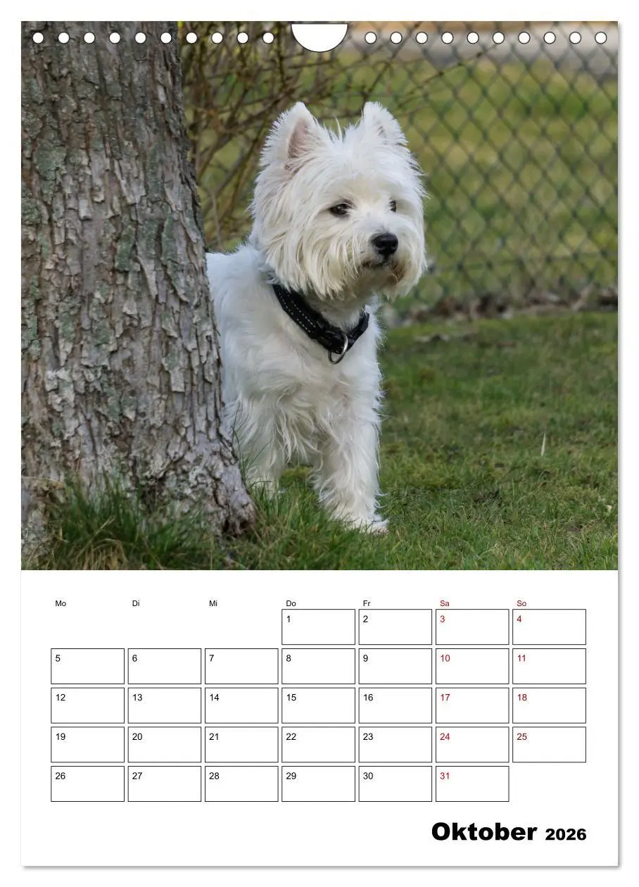 Bild: 9783516333336 | West Highland White Terrier - Herzensbrecher auf vier Pfoten...