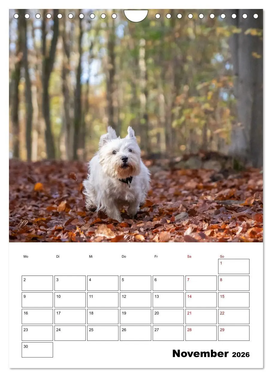 Bild: 9783516333336 | West Highland White Terrier - Herzensbrecher auf vier Pfoten...