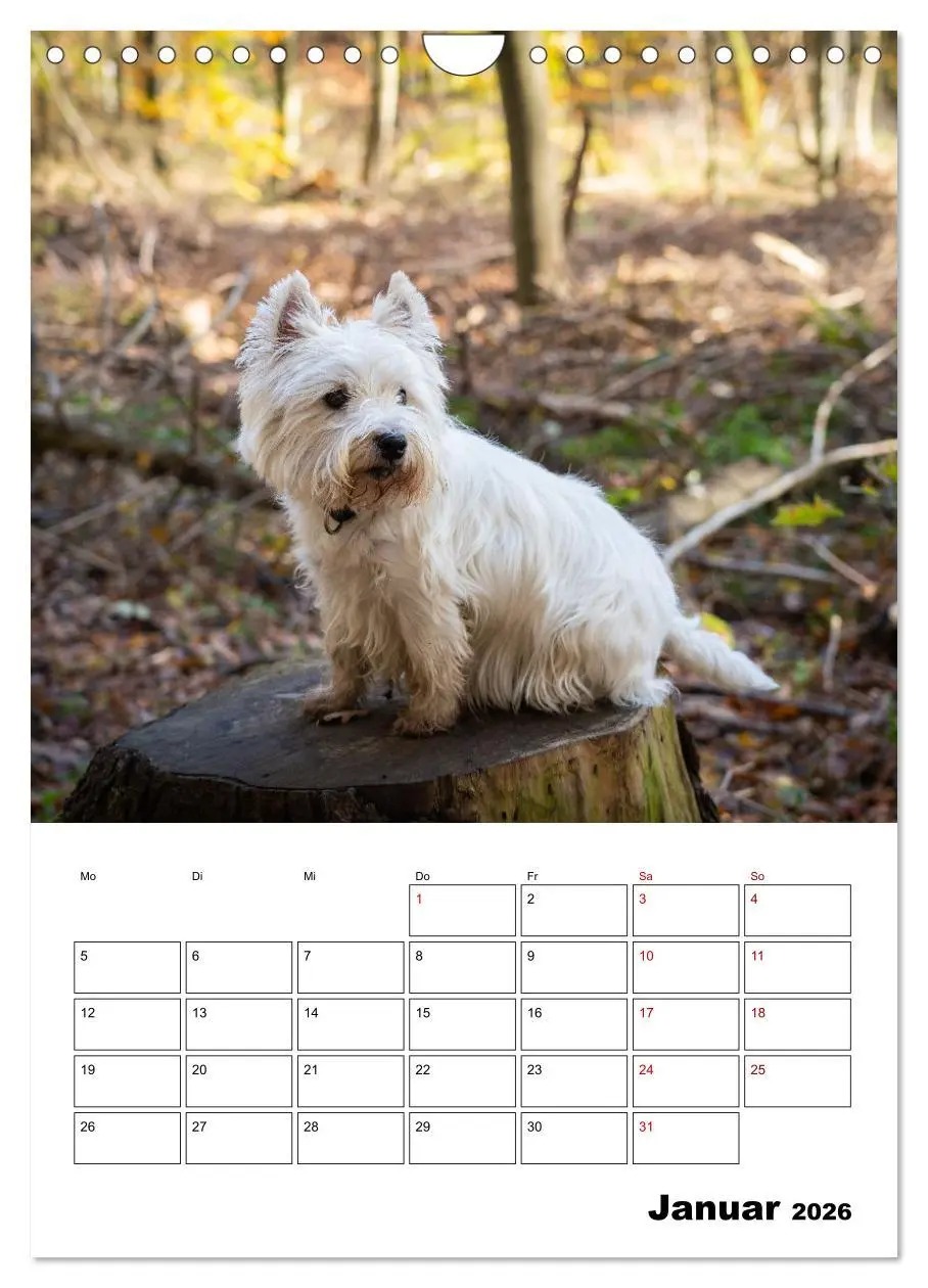 Bild: 9783516333336 | West Highland White Terrier - Herzensbrecher auf vier Pfoten...