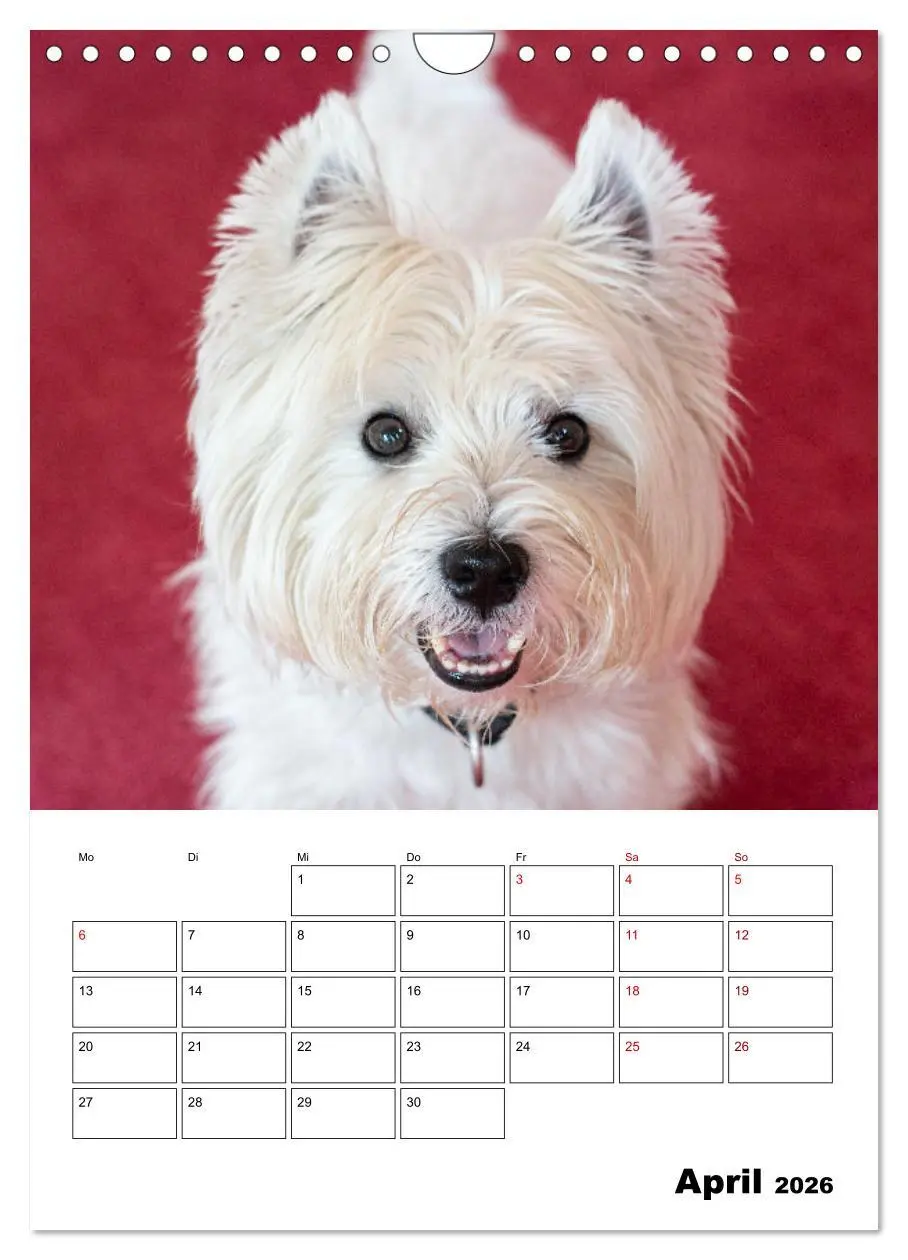 Bild: 9783516333336 | West Highland White Terrier - Herzensbrecher auf vier Pfoten...