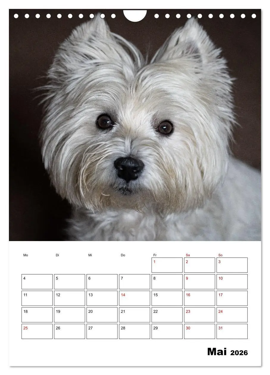 Bild: 9783516333336 | West Highland White Terrier - Herzensbrecher auf vier Pfoten...