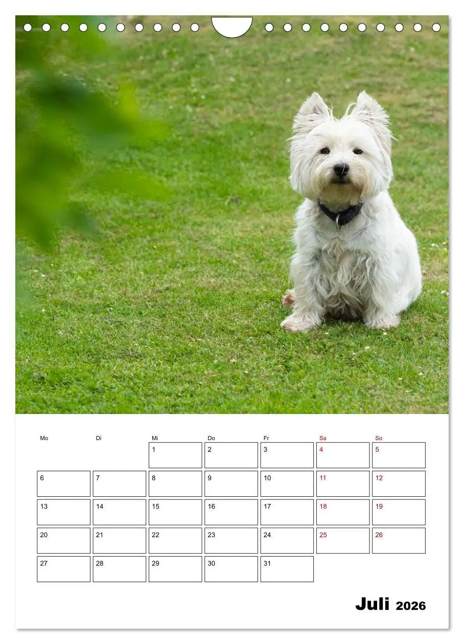 Bild: 9783516333336 | West Highland White Terrier - Herzensbrecher auf vier Pfoten...