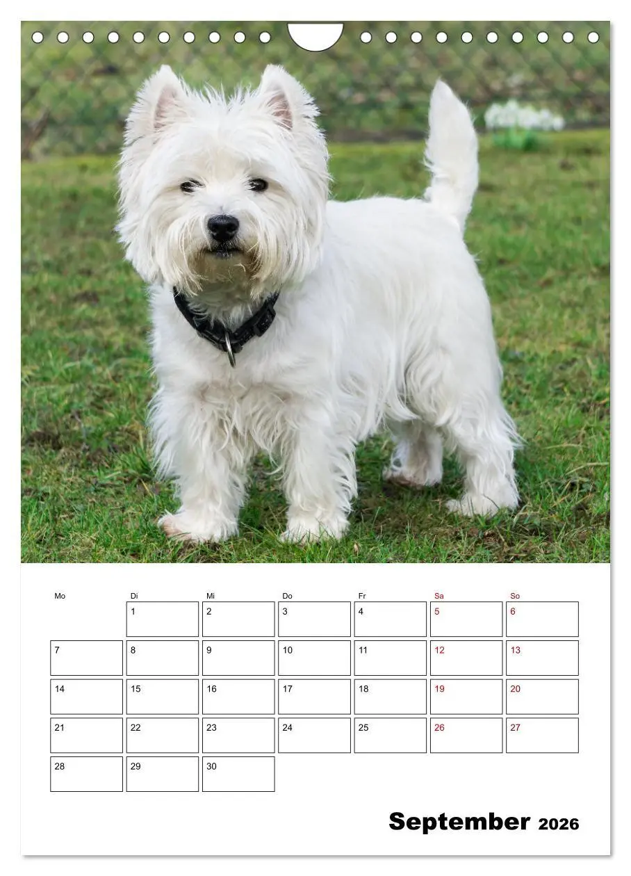 Bild: 9783516333336 | West Highland White Terrier - Herzensbrecher auf vier Pfoten...