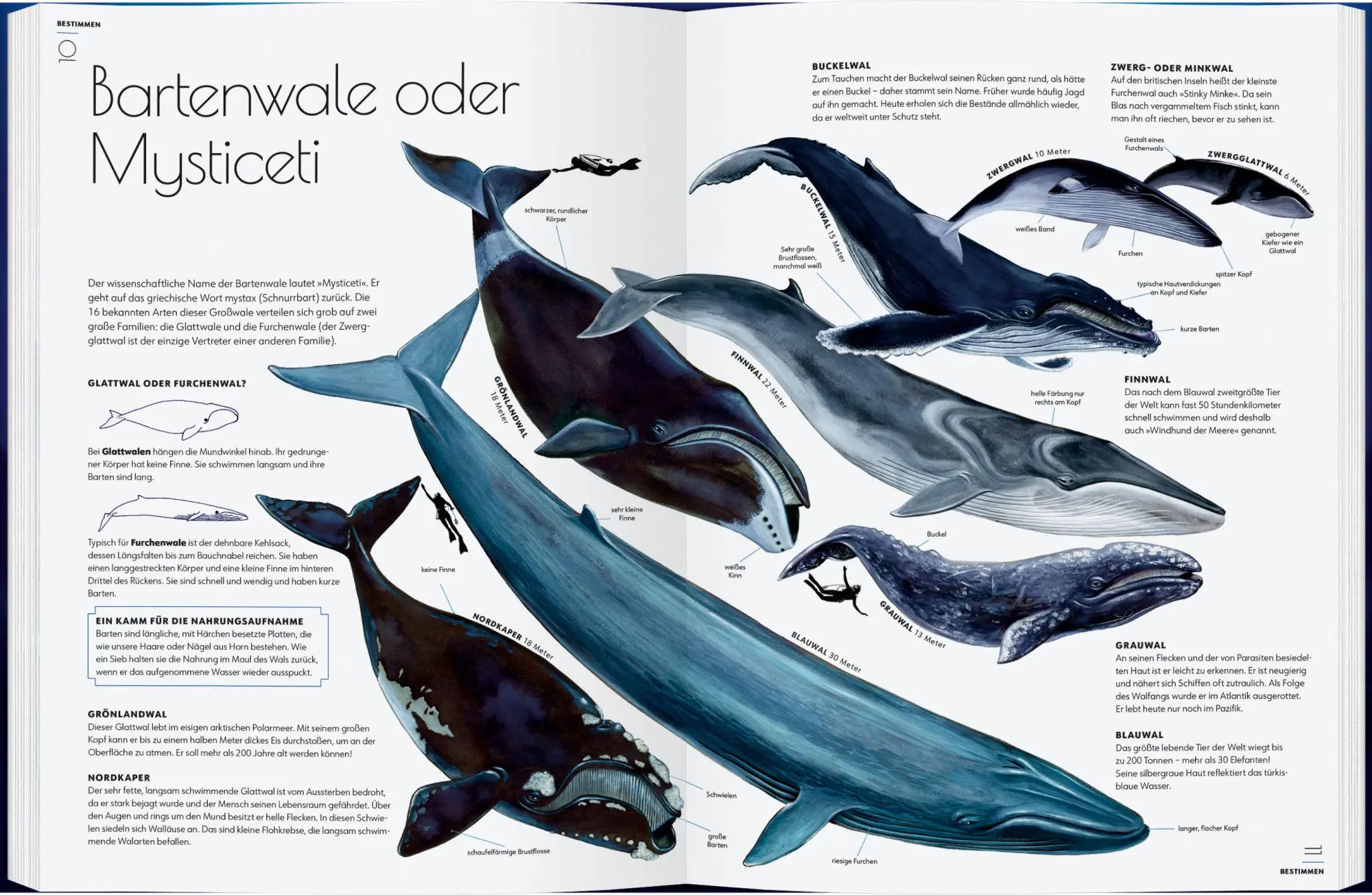 Bild: 9783836963336 | Wale | Giganten der Meere | Amandine Delaunay | Buch | 48 S. | Deutsch