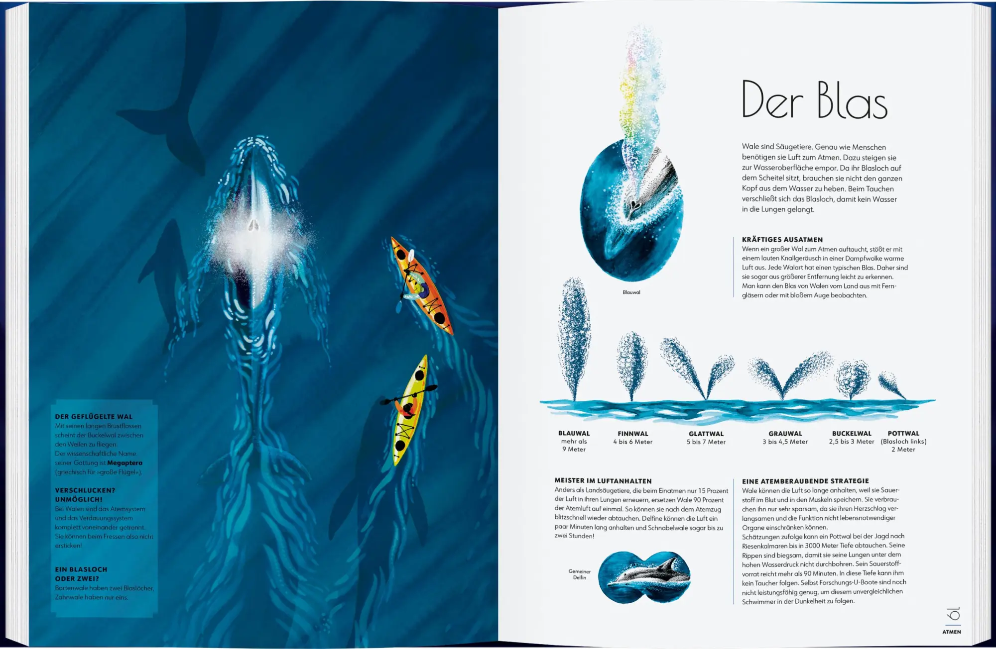 Bild: 9783836963336 | Wale | Giganten der Meere | Amandine Delaunay | Buch | 48 S. | Deutsch