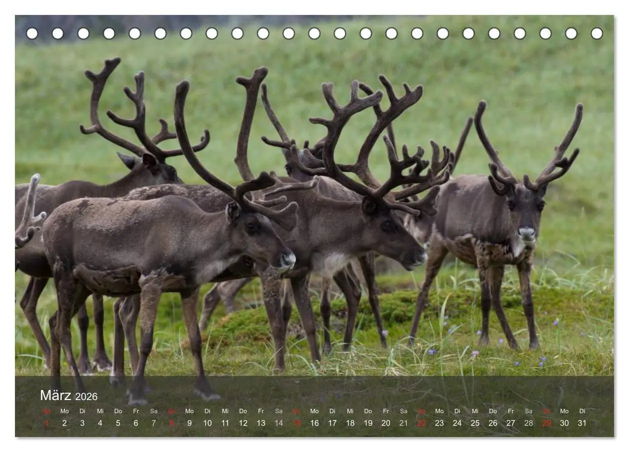 Bild: 9783516173536 | Lappland 2026 (Tischkalender 2026 DIN A5 quer), CALVENDO...