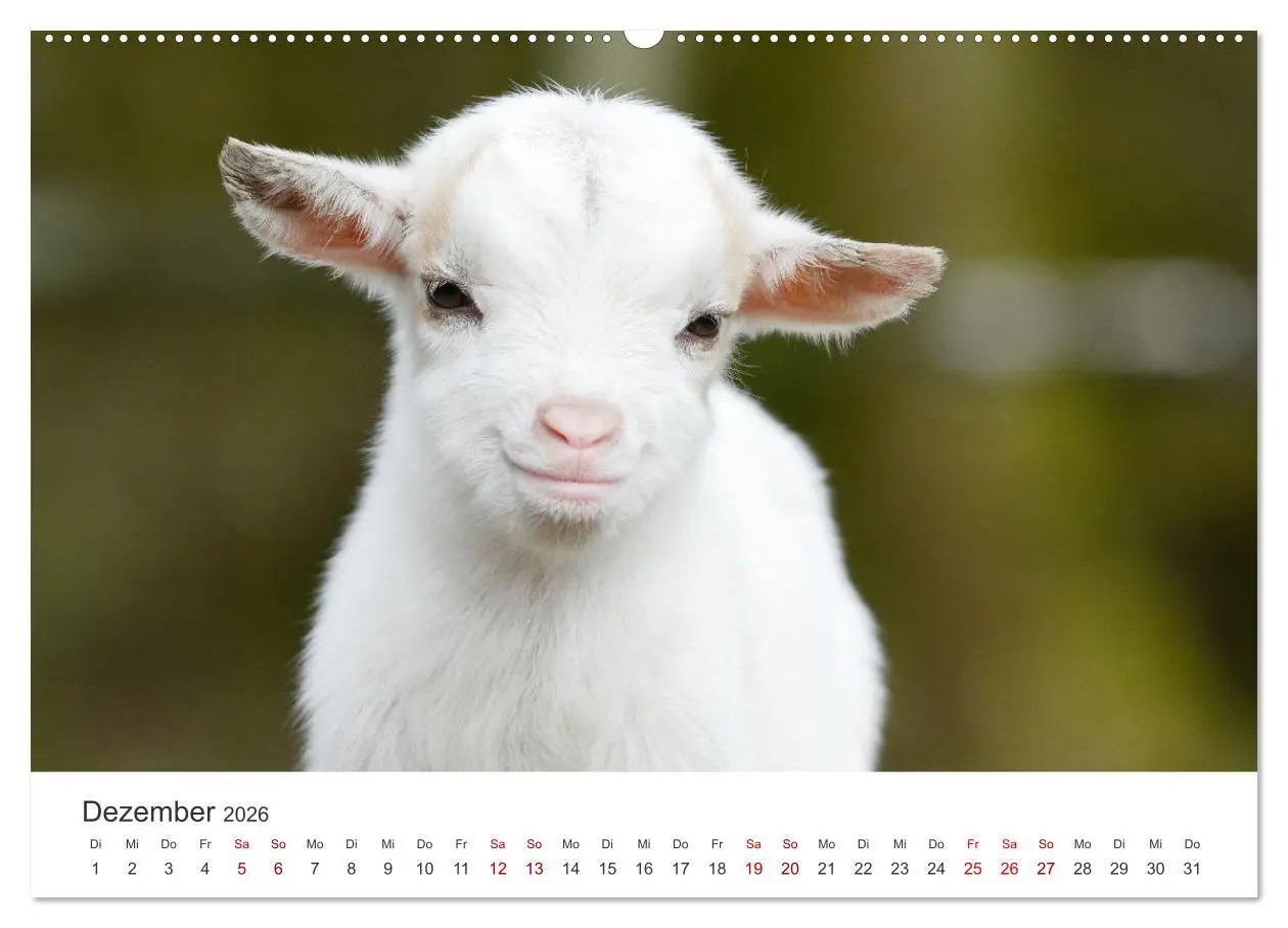 Bild: 9783457453636 | Ziegenkinder (hochwertiger Premium Wandkalender 2026 DIN A2 quer),...
