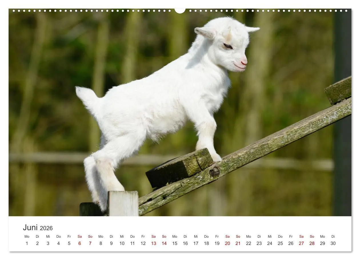 Bild: 9783457453636 | Ziegenkinder (hochwertiger Premium Wandkalender 2026 DIN A2 quer),...