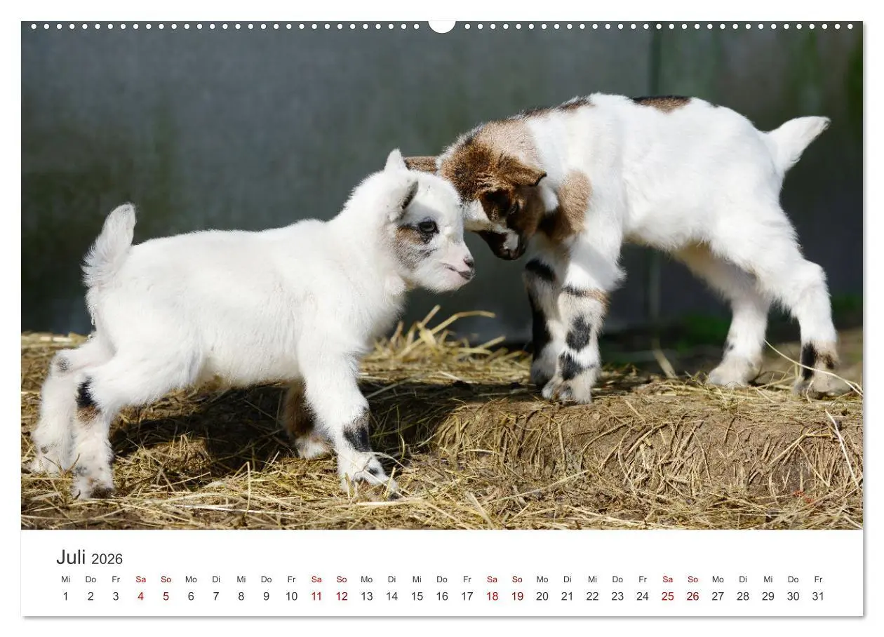 Bild: 9783457453636 | Ziegenkinder (hochwertiger Premium Wandkalender 2026 DIN A2 quer),...