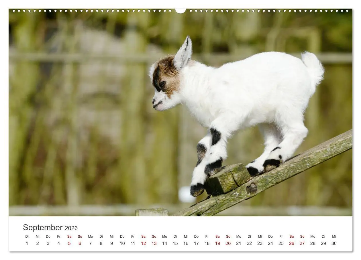 Bild: 9783457453636 | Ziegenkinder (hochwertiger Premium Wandkalender 2026 DIN A2 quer),...