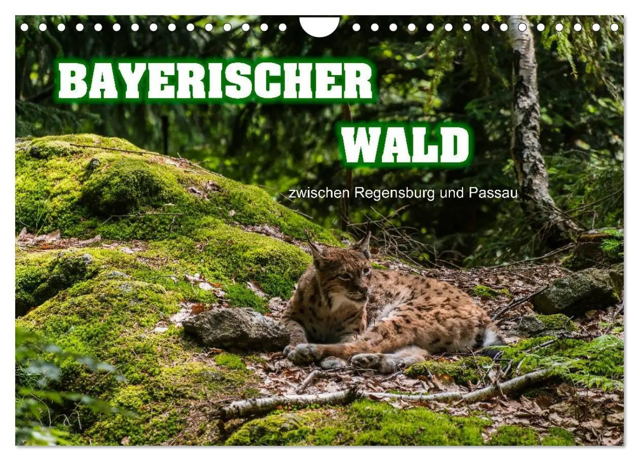 Cover: 9783516153736 | Bayerischer Wald (Wandkalender 2026 DIN A4 quer), CALVENDO...