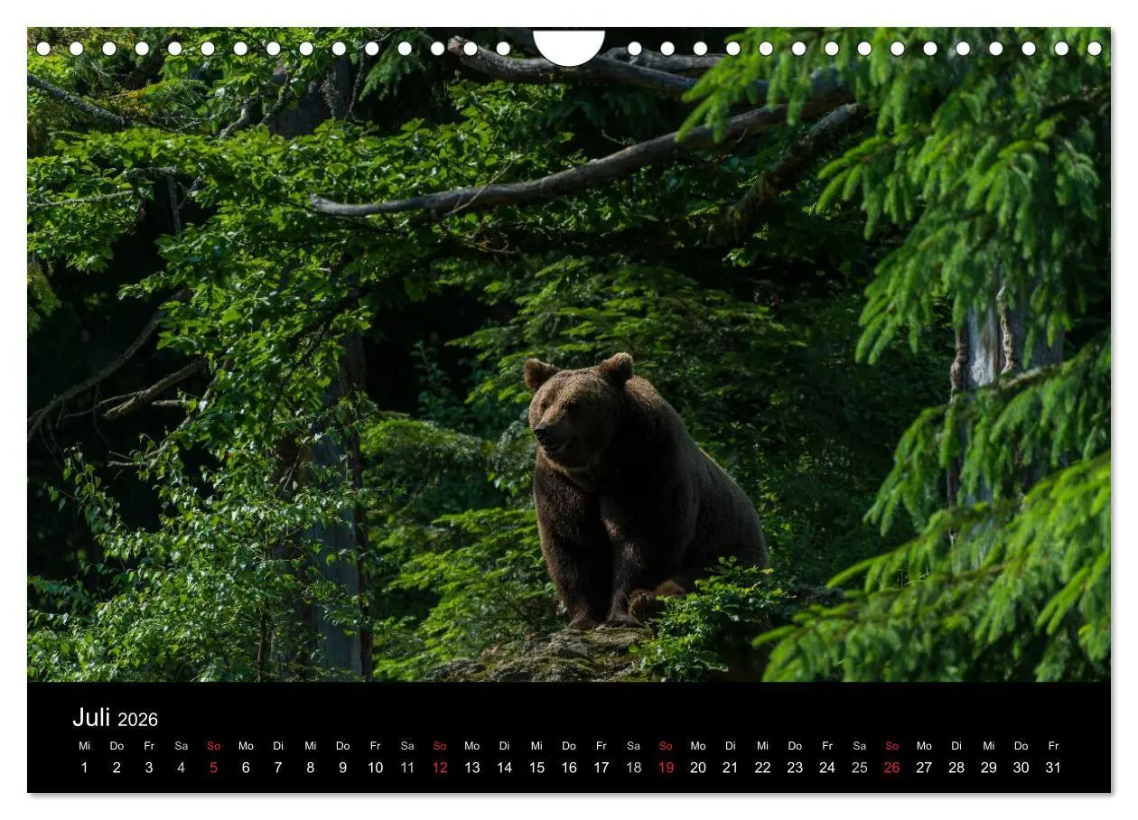 Bild: 9783516153736 | Bayerischer Wald (Wandkalender 2026 DIN A4 quer), CALVENDO...