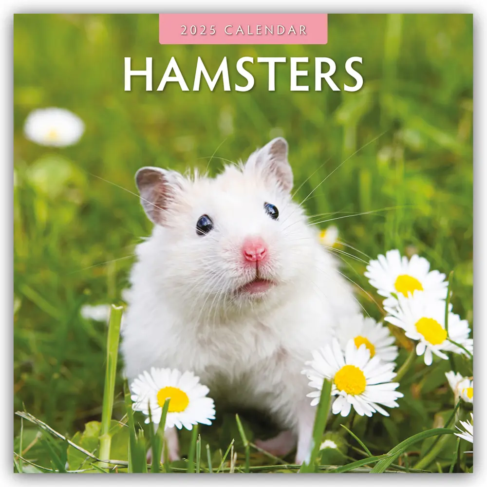 Cover: 9781804423936 | Hamsters - Hamster 2025 - 16-Monatskalender | Red Robin Publishing Ltd