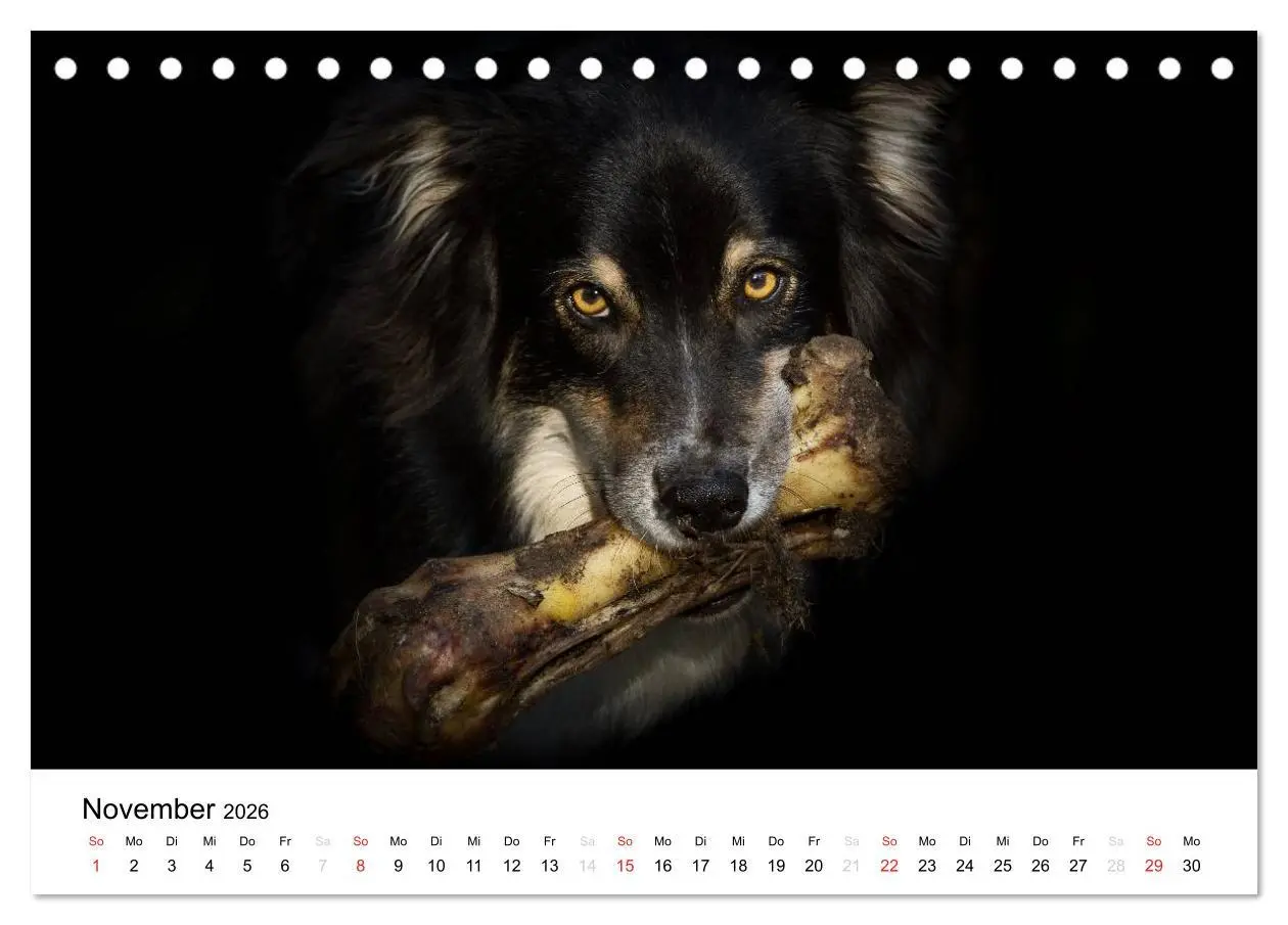 Bild: 9783516133936 | Australian Shepherd - Traum auf vier Pfoten (Tischkalender 2026 DIN...