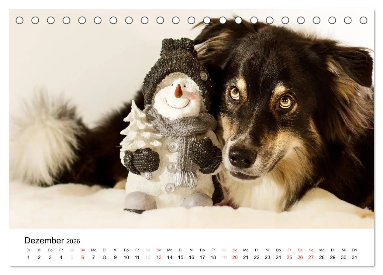 Bild: 9783516133936 | Australian Shepherd - Traum auf vier Pfoten (Tischkalender 2026 DIN...