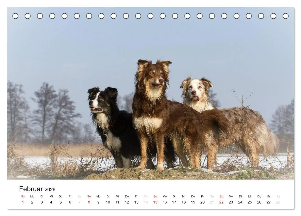 Bild: 9783516133936 | Australian Shepherd - Traum auf vier Pfoten (Tischkalender 2026 DIN...