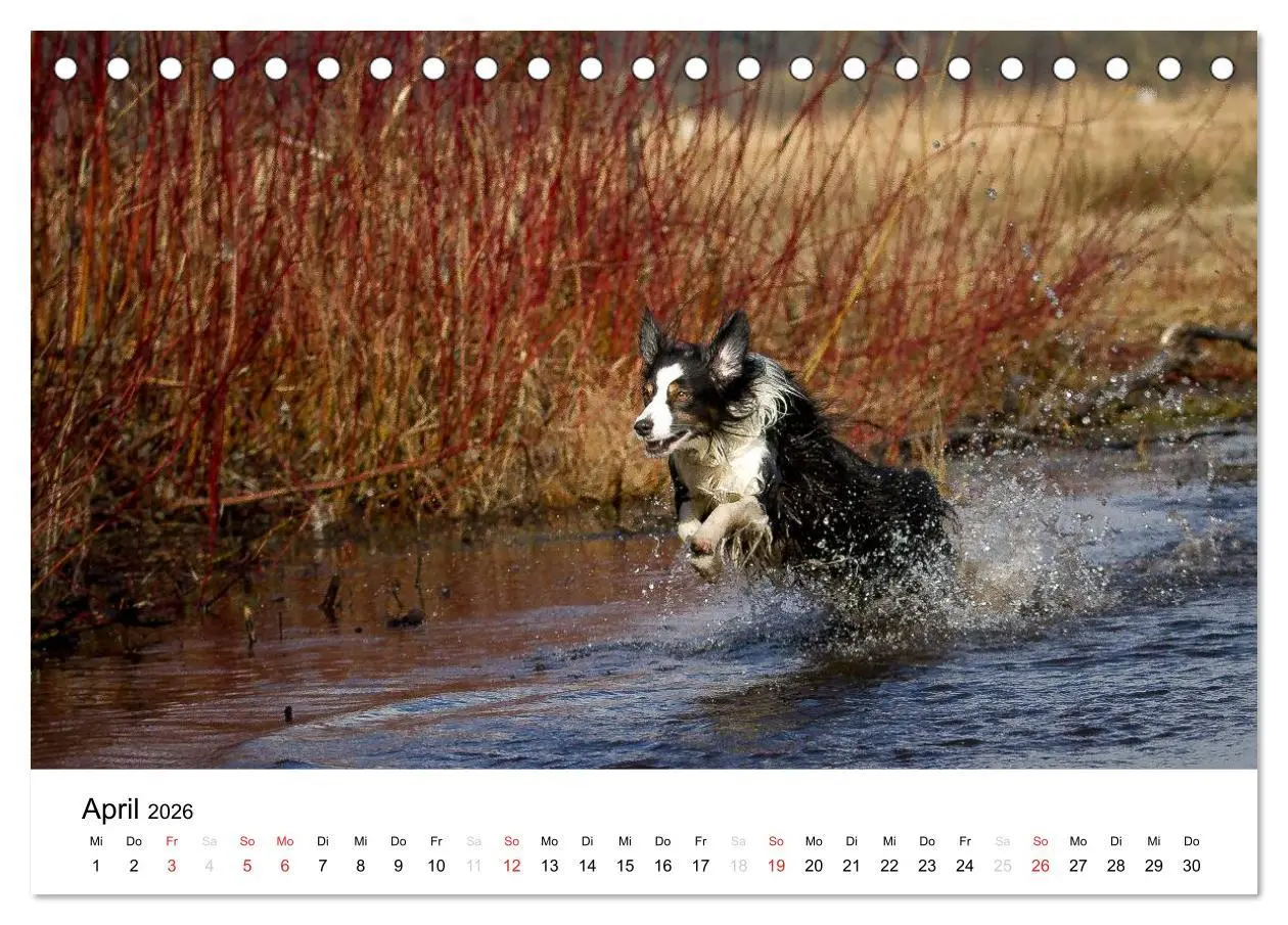 Bild: 9783516133936 | Australian Shepherd - Traum auf vier Pfoten (Tischkalender 2026 DIN...
