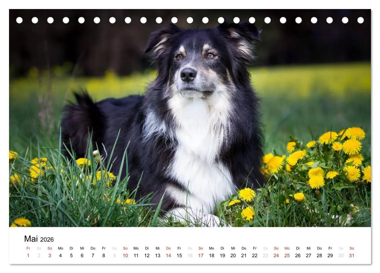 Bild: 9783516133936 | Australian Shepherd - Traum auf vier Pfoten (Tischkalender 2026 DIN...