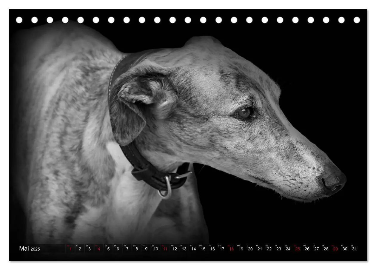 Bild: 9783383824036 | Galgo Español - der spanische Windhund 2025 (Tischkalender 2025 DIN...