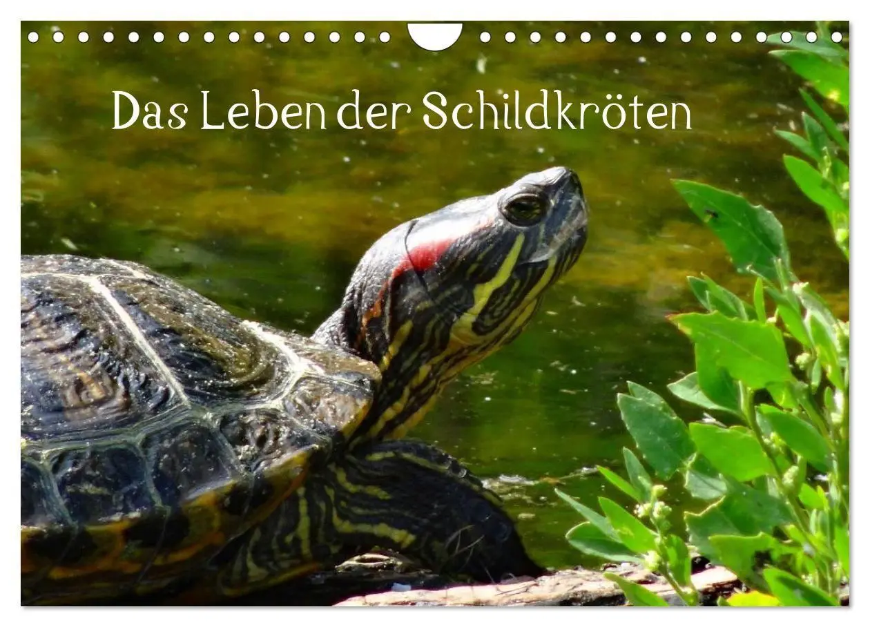 Cover: 9783594174036 | Das Leben der Schildkröten (Wandkalender 2027 DIN A4 quer),...