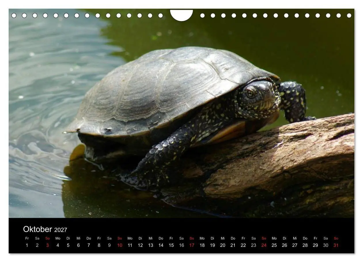Bild: 9783594174036 | Das Leben der Schildkröten (Wandkalender 2027 DIN A4 quer),...