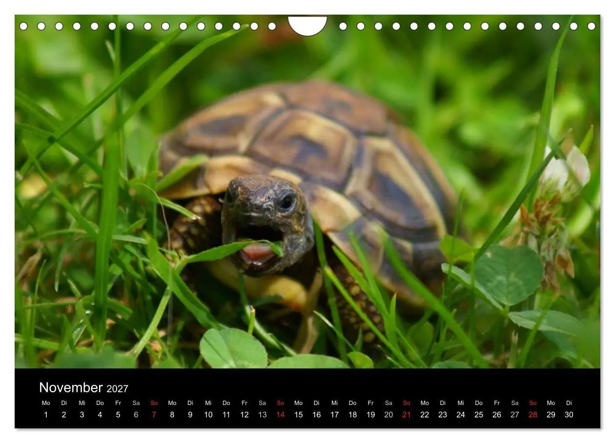 Bild: 9783594174036 | Das Leben der Schildkröten (Wandkalender 2027 DIN A4 quer),...