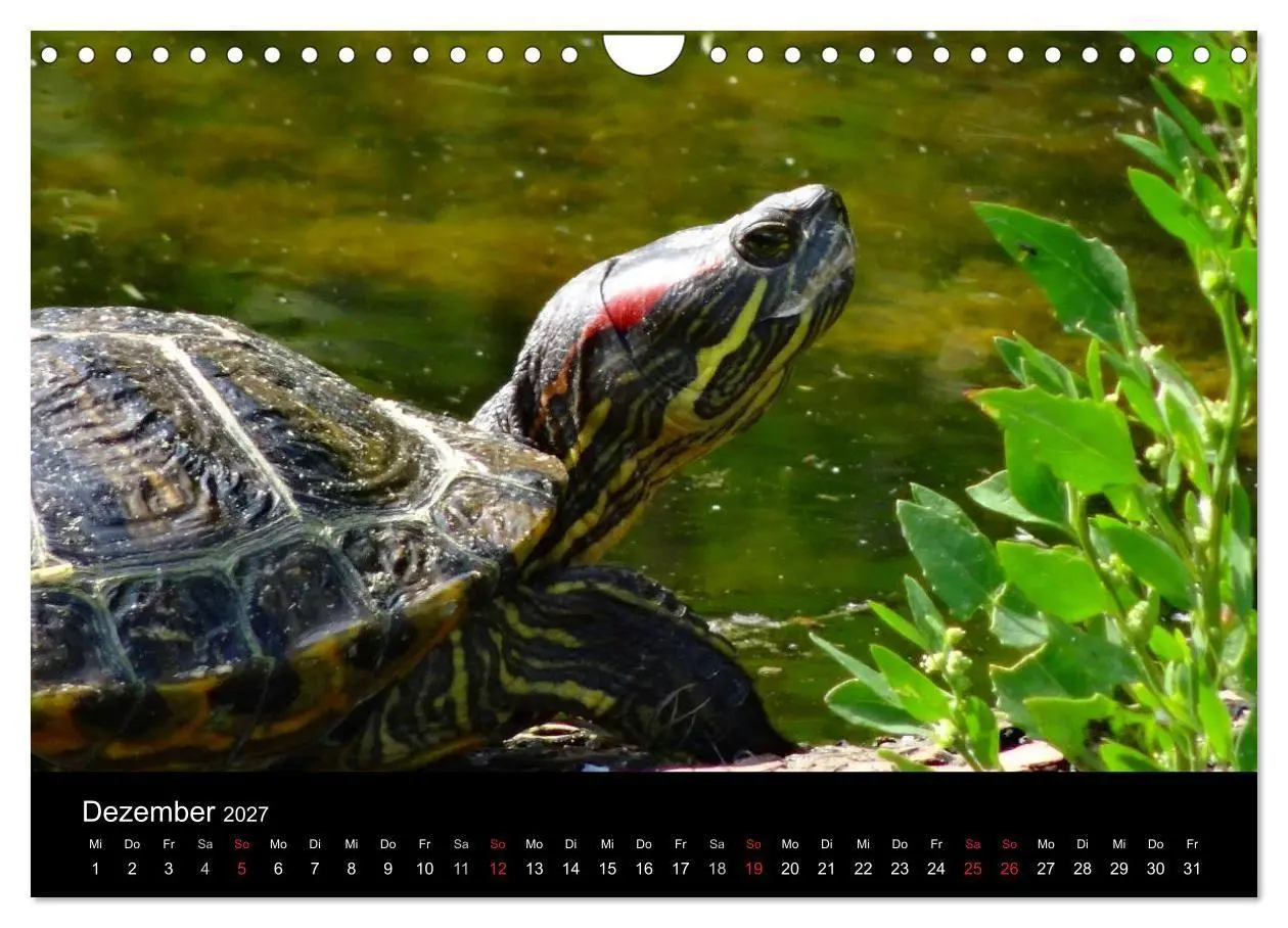 Bild: 9783594174036 | Das Leben der Schildkröten (Wandkalender 2027 DIN A4 quer),...