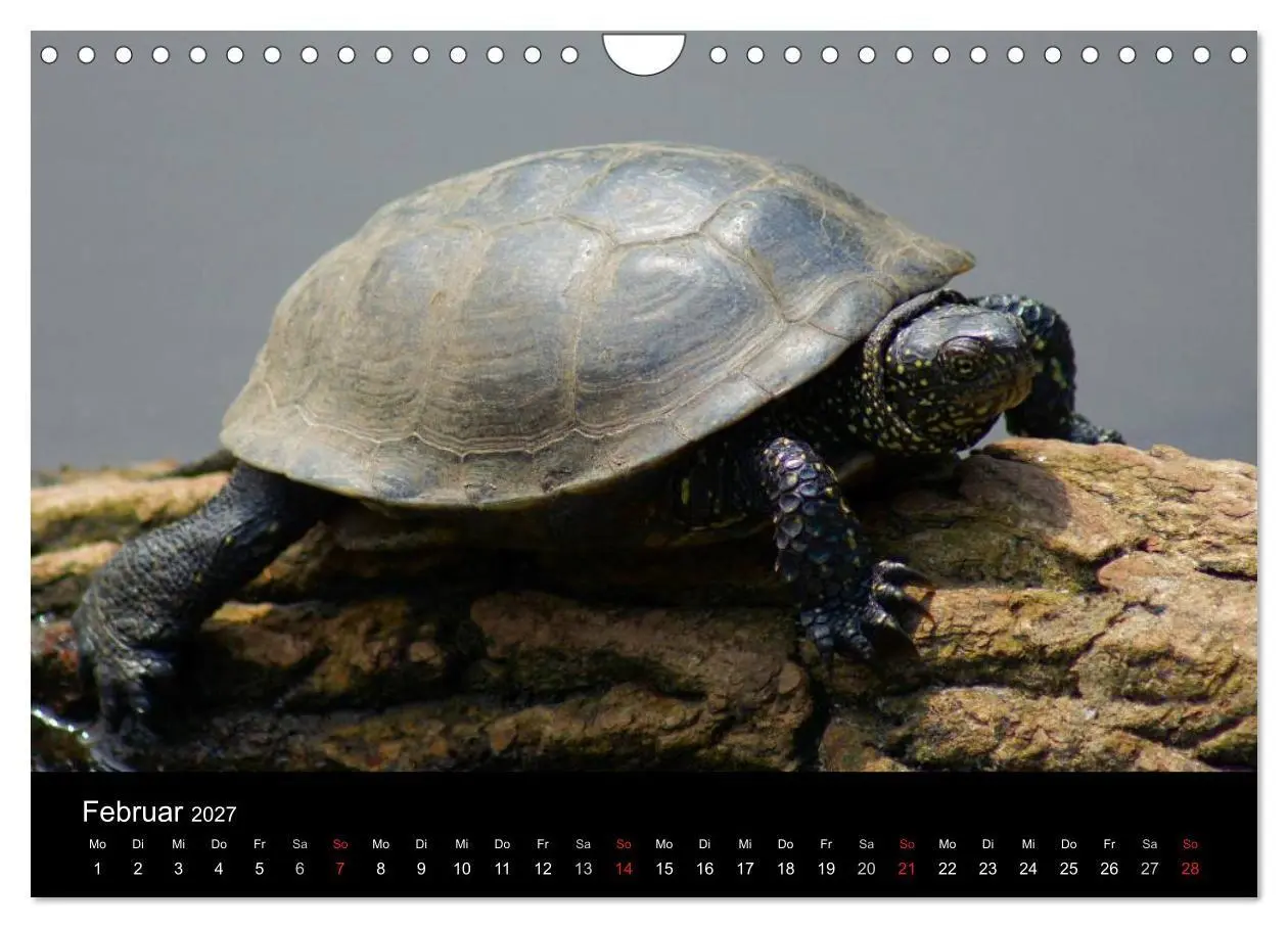 Bild: 9783594174036 | Das Leben der Schildkröten (Wandkalender 2027 DIN A4 quer),...