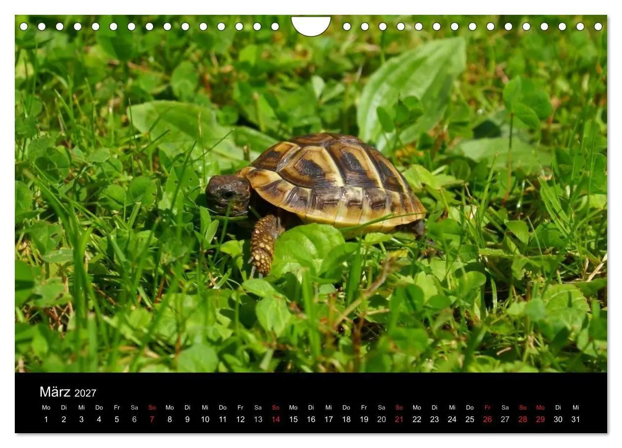 Bild: 9783594174036 | Das Leben der Schildkröten (Wandkalender 2027 DIN A4 quer),...
