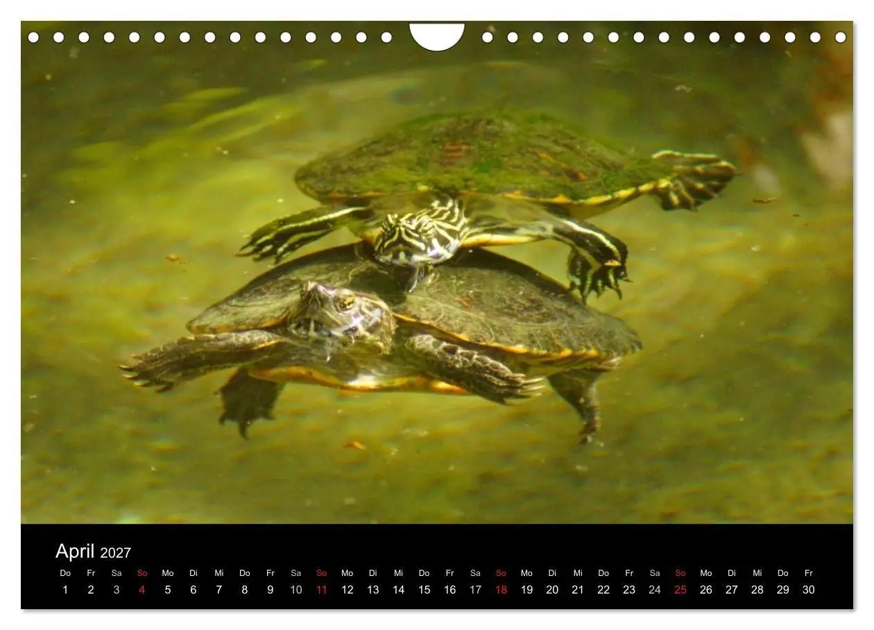 Bild: 9783594174036 | Das Leben der Schildkröten (Wandkalender 2027 DIN A4 quer),...