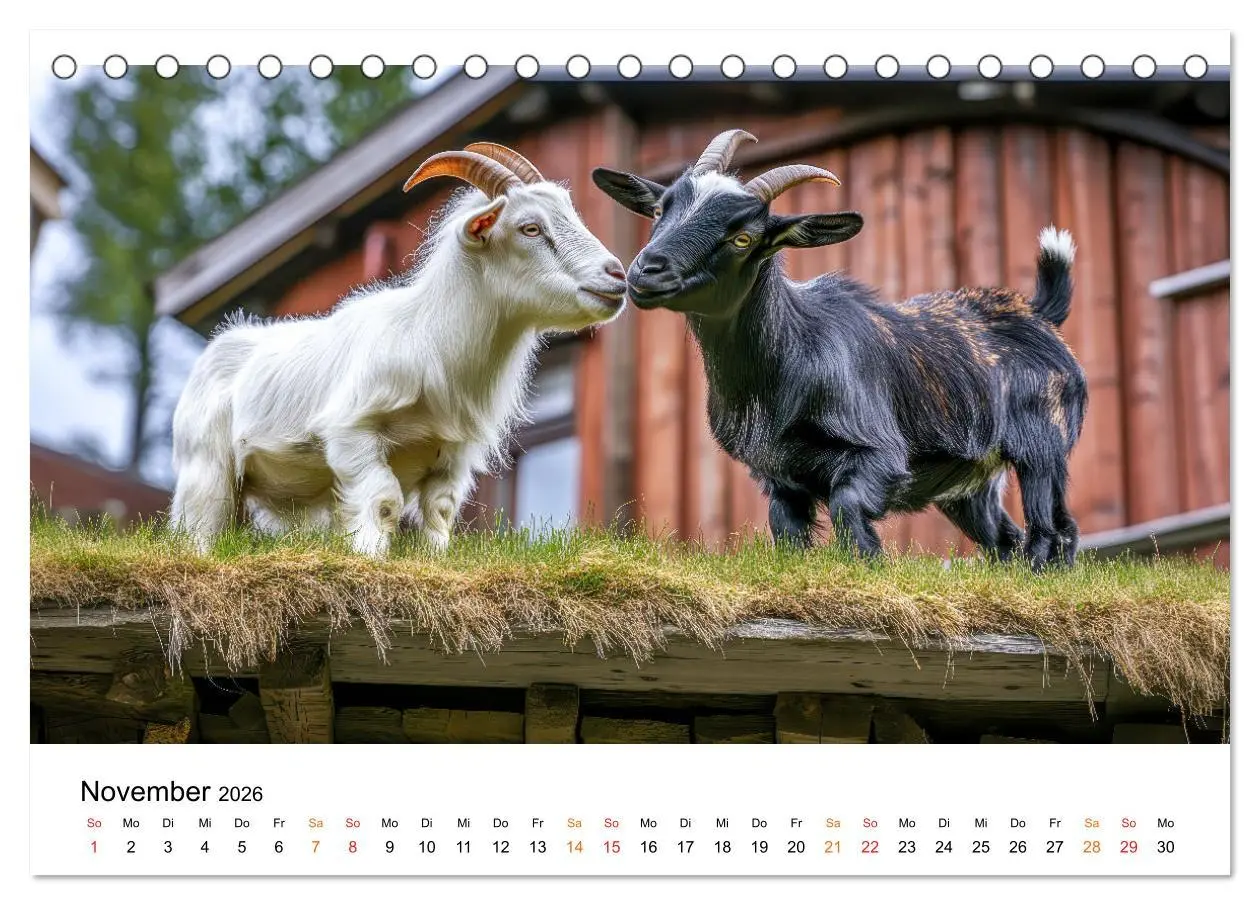 Bild: 9783457304136 | Ziegen - Bocksprung durch das Jahr (Tischkalender 2026 DIN A5...