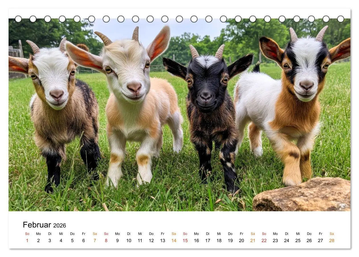Bild: 9783457304136 | Ziegen - Bocksprung durch das Jahr (Tischkalender 2026 DIN A5...