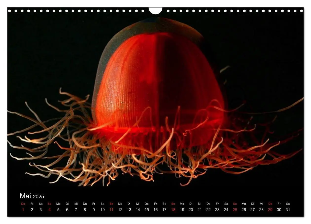 Bild: 9783435744336 | Quallen - Ätherische Wunderwesen (Wandkalender 2025 DIN A3 quer),...