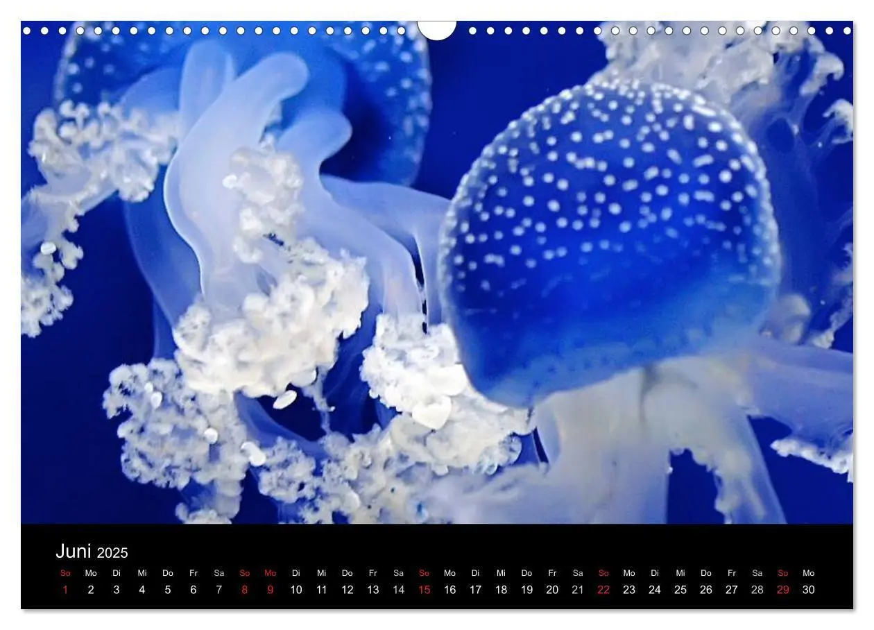 Bild: 9783435744336 | Quallen - Ätherische Wunderwesen (Wandkalender 2025 DIN A3 quer),...