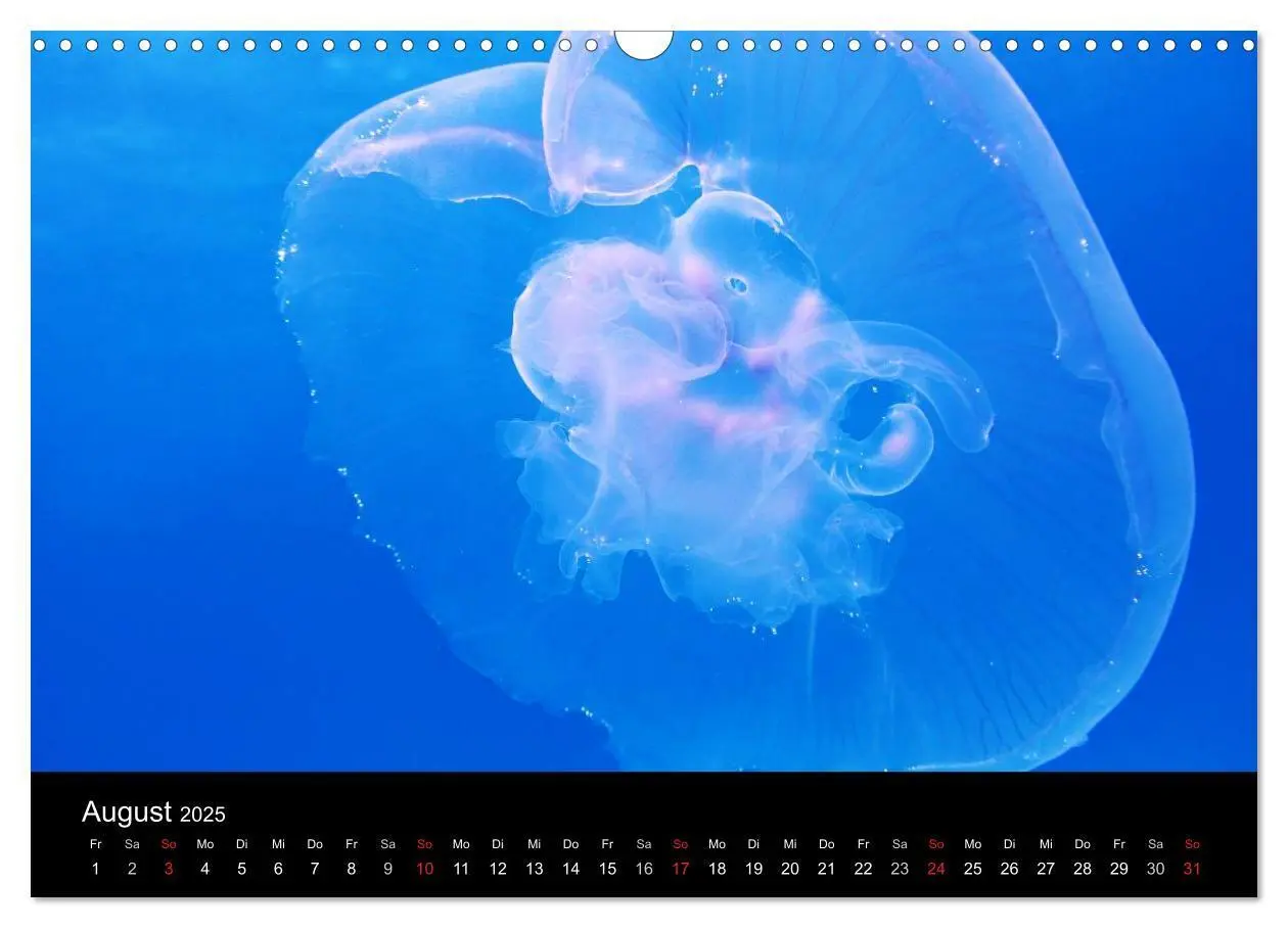 Bild: 9783435744336 | Quallen - Ätherische Wunderwesen (Wandkalender 2025 DIN A3 quer),...