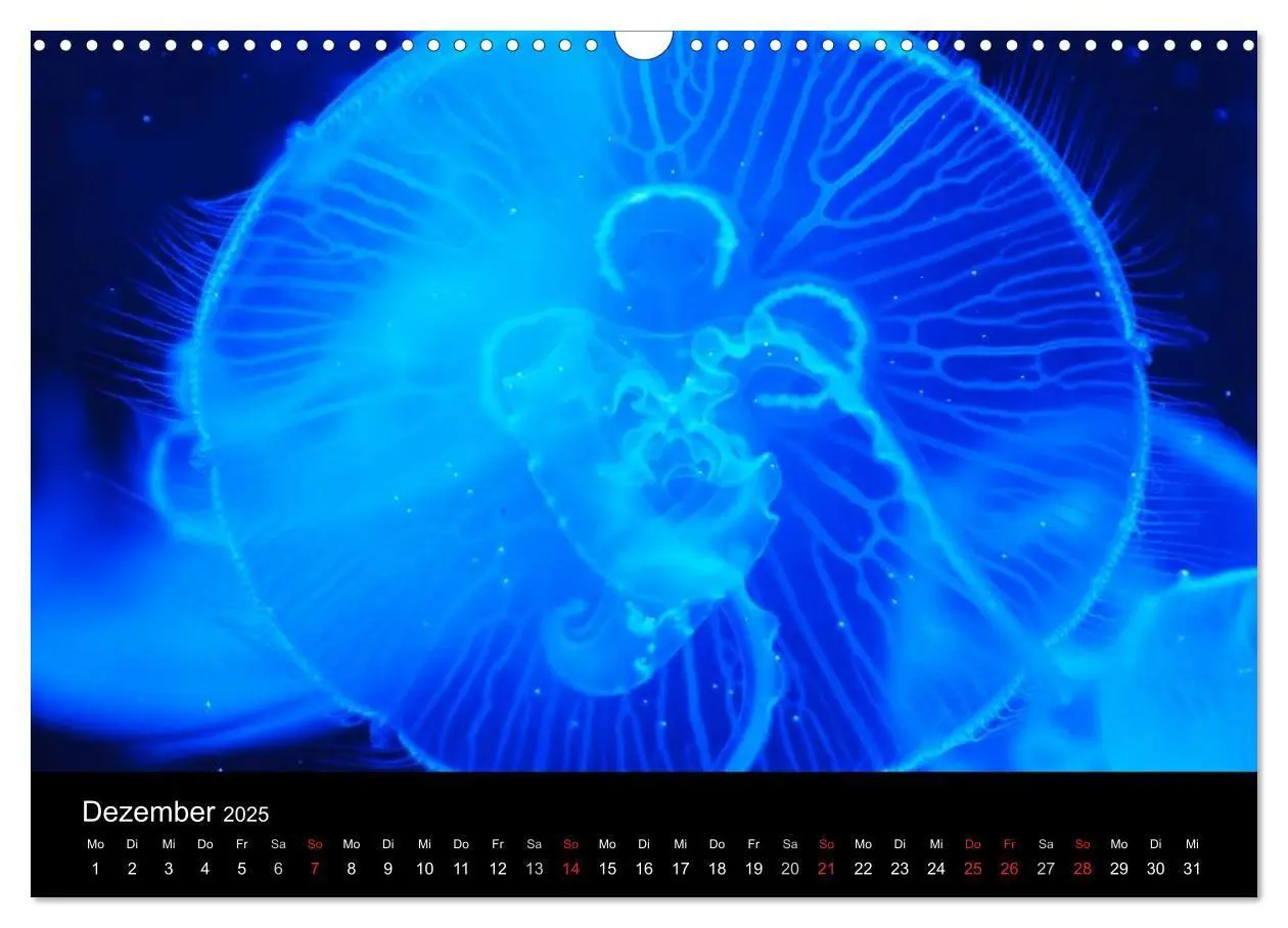 Bild: 9783435744336 | Quallen - Ätherische Wunderwesen (Wandkalender 2025 DIN A3 quer),...