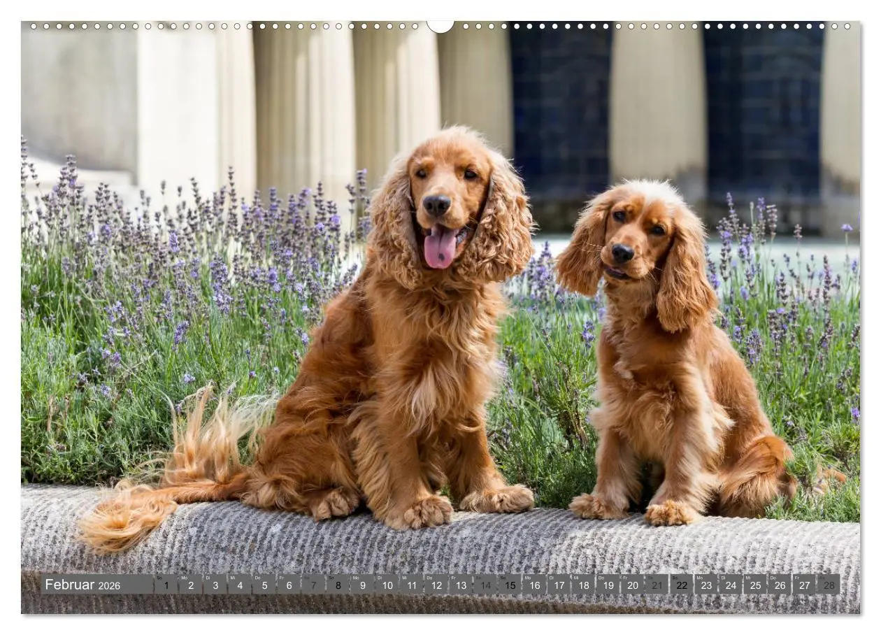 Bild: 9783457904336 | English Cocker Spaniels - Ein Spaziergang im Park (Wandkalender...