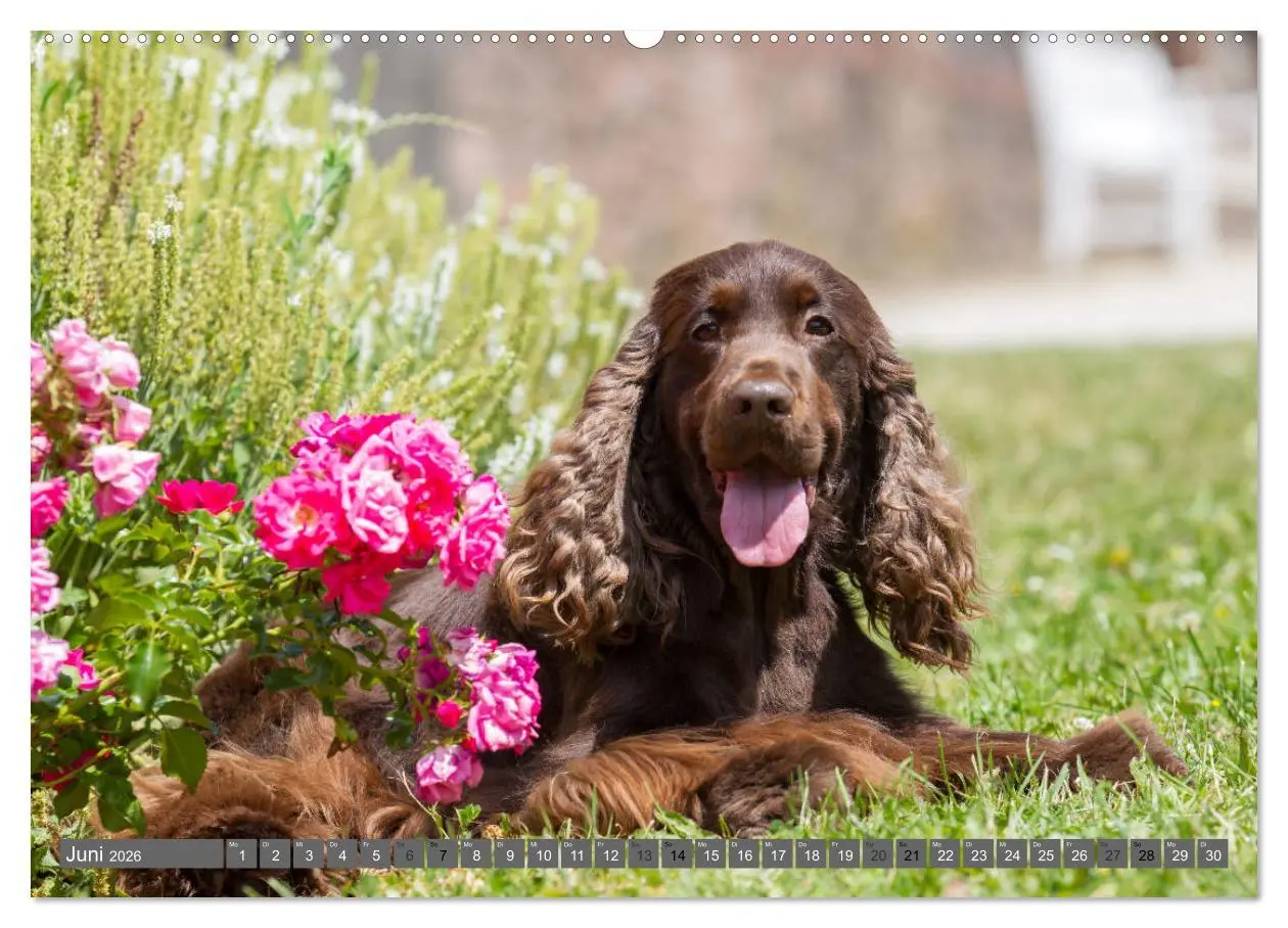 Bild: 9783457904336 | English Cocker Spaniels - Ein Spaziergang im Park (Wandkalender...