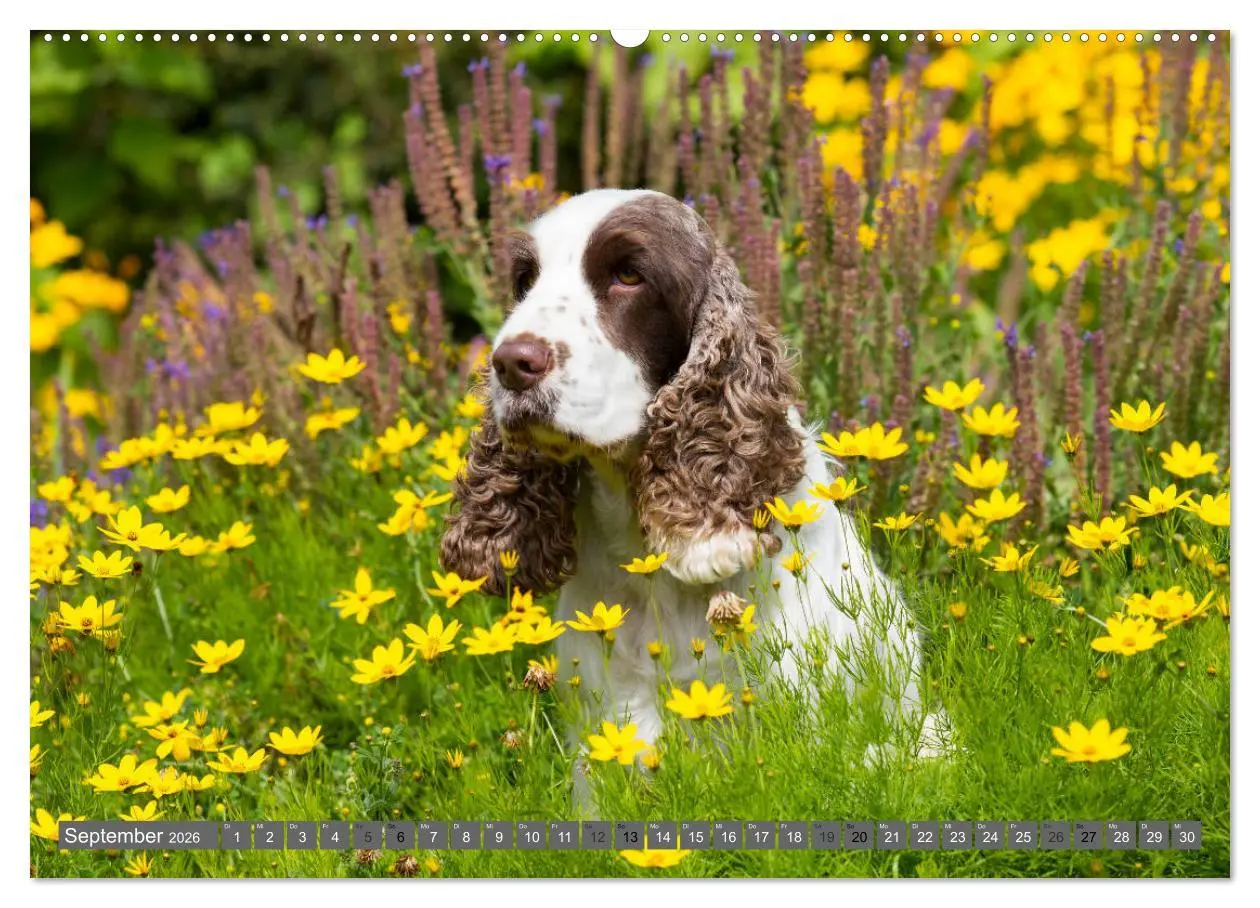 Bild: 9783457904336 | English Cocker Spaniels - Ein Spaziergang im Park (Wandkalender...