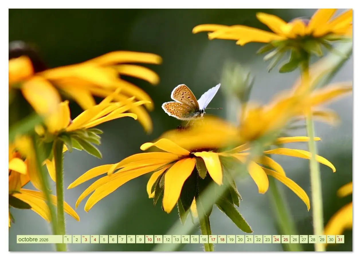Bild: 9783516524536 | LA MAGIE DES PAPILLONS (Calendrier mural 2026 DIN A4 vertical),...