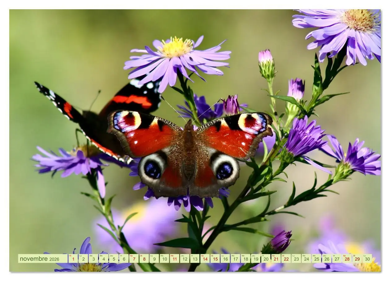 Bild: 9783516524536 | LA MAGIE DES PAPILLONS (Calendrier mural 2026 DIN A4 vertical),...