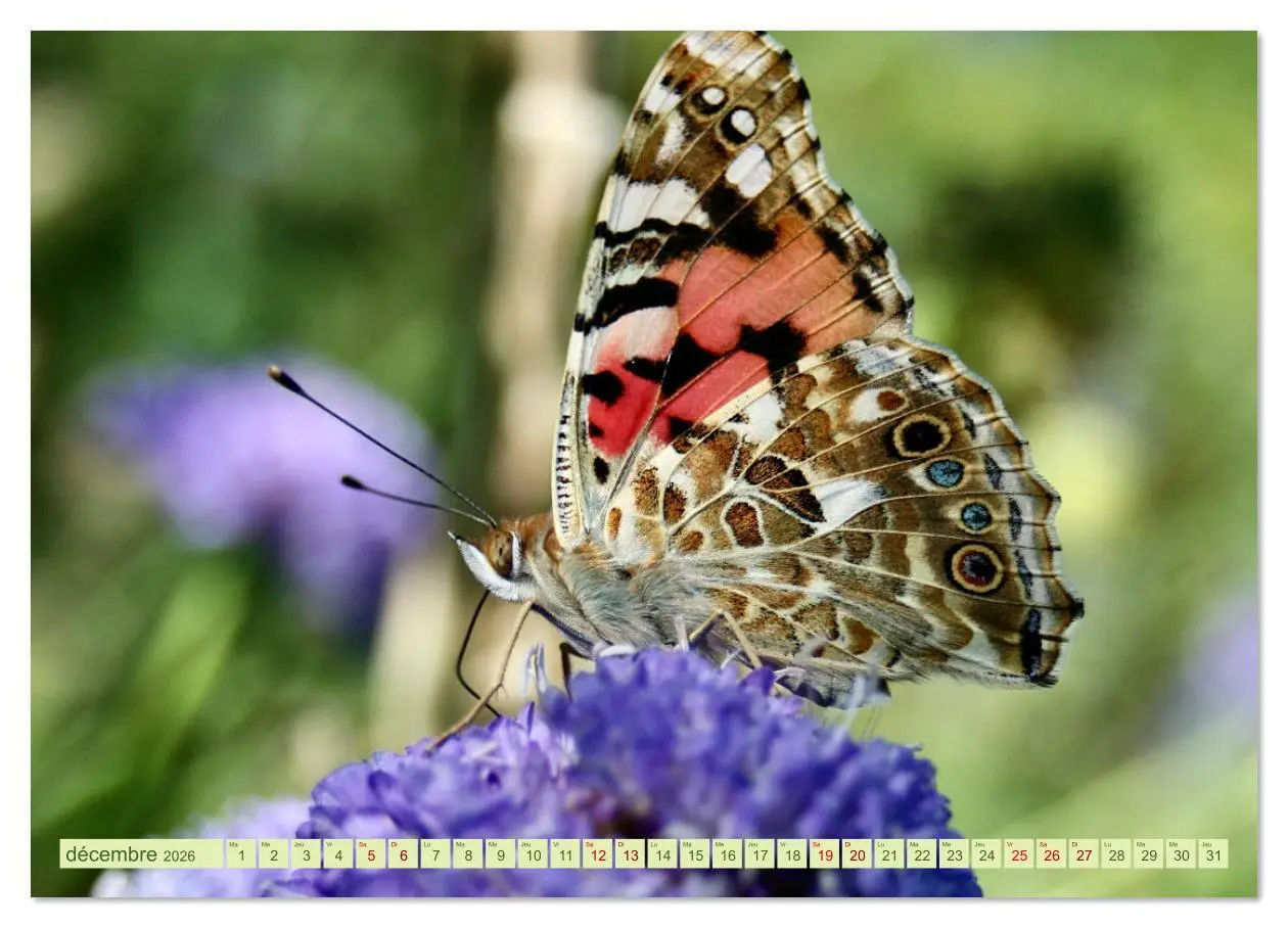 Bild: 9783516524536 | LA MAGIE DES PAPILLONS (Calendrier mural 2026 DIN A4 vertical),...