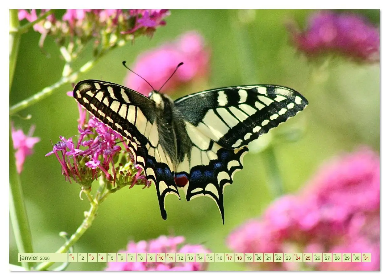 Bild: 9783516524536 | LA MAGIE DES PAPILLONS (Calendrier mural 2026 DIN A4 vertical),...