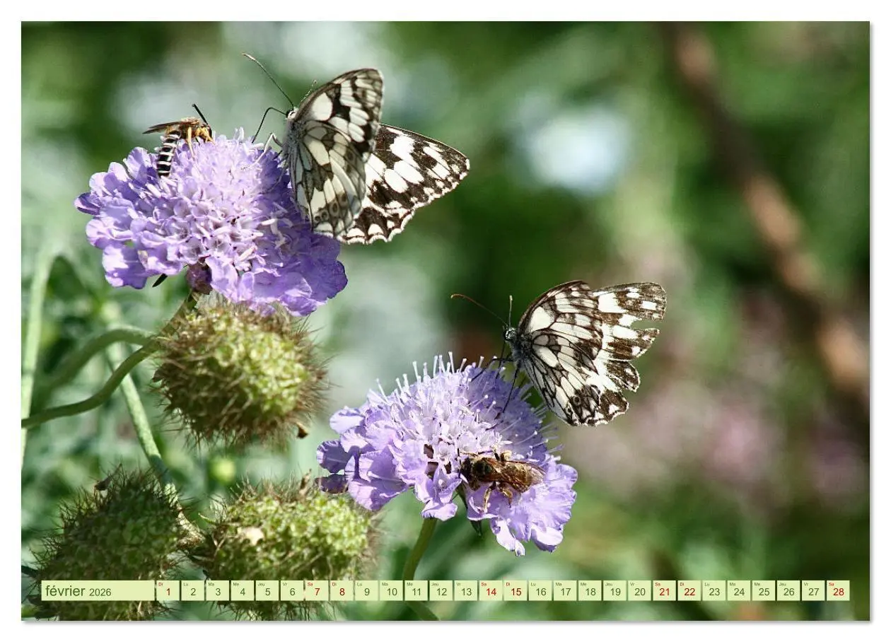 Bild: 9783516524536 | LA MAGIE DES PAPILLONS (Calendrier mural 2026 DIN A4 vertical),...