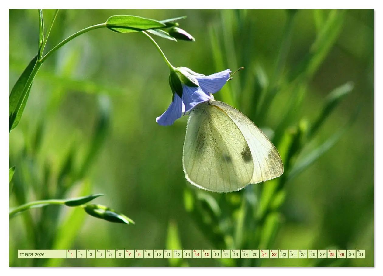 Bild: 9783516524536 | LA MAGIE DES PAPILLONS (Calendrier mural 2026 DIN A4 vertical),...