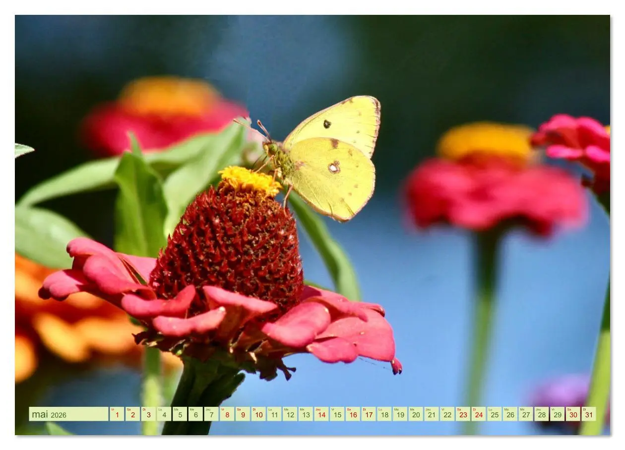 Bild: 9783516524536 | LA MAGIE DES PAPILLONS (Calendrier mural 2026 DIN A4 vertical),...