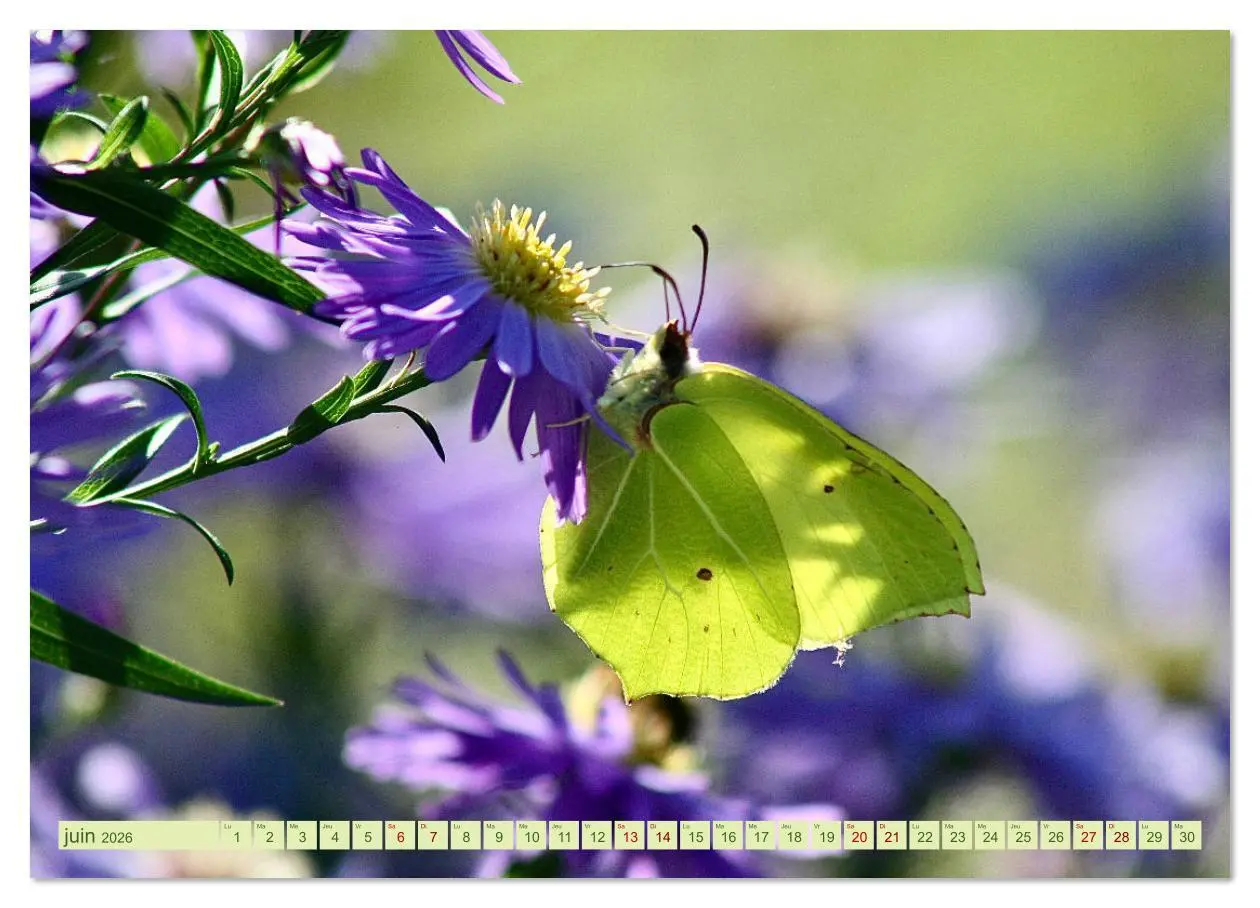 Bild: 9783516524536 | LA MAGIE DES PAPILLONS (Calendrier mural 2026 DIN A4 vertical),...