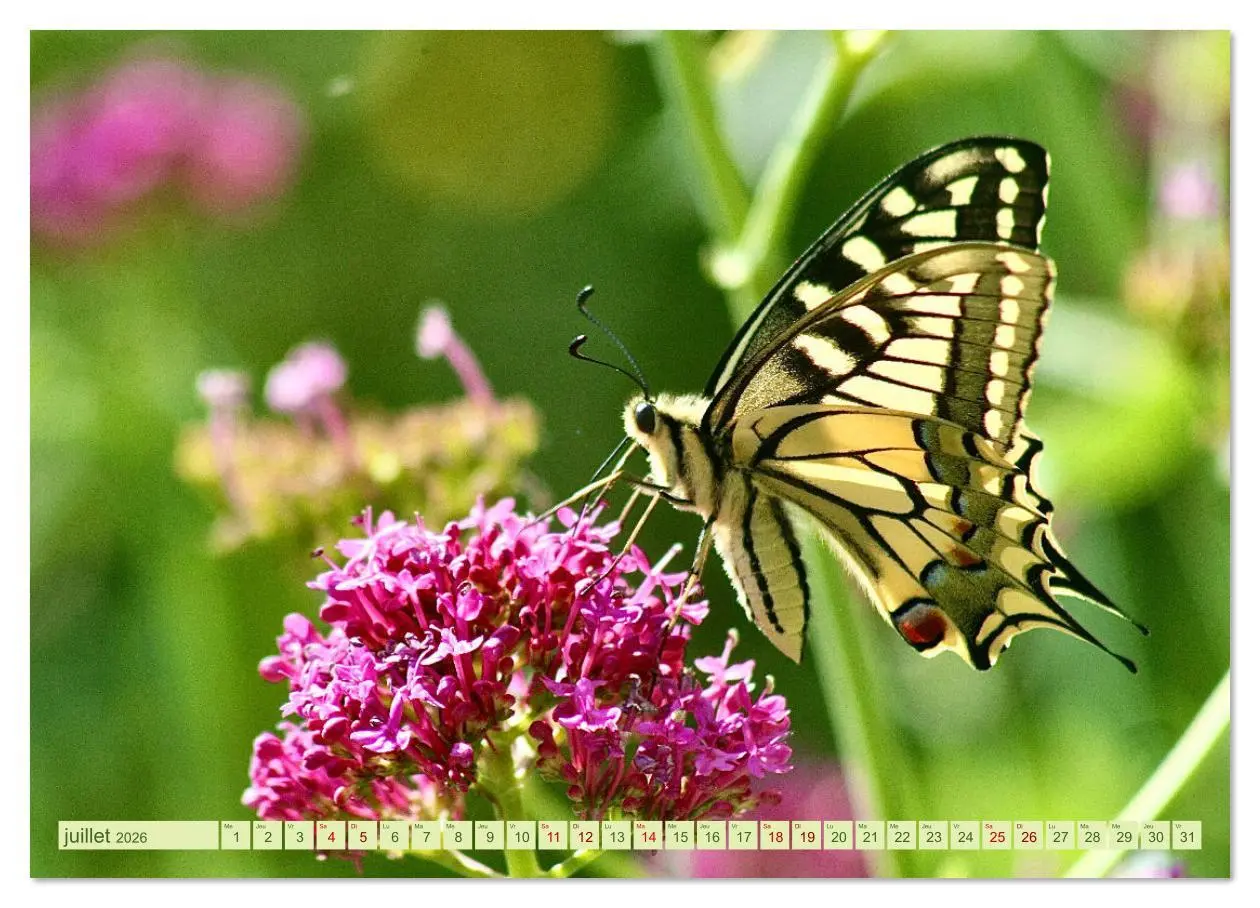 Bild: 9783516524536 | LA MAGIE DES PAPILLONS (Calendrier mural 2026 DIN A4 vertical),...