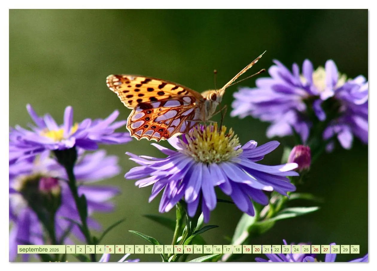 Bild: 9783516524536 | LA MAGIE DES PAPILLONS (Calendrier mural 2026 DIN A4 vertical),...