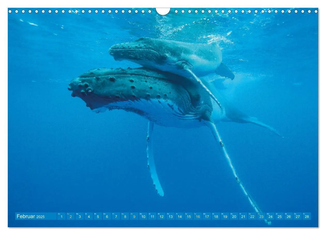 Bild: 9783383864636 | Wale: Giganten der Meere (Wandkalender 2025 DIN A3 quer), CALVENDO...